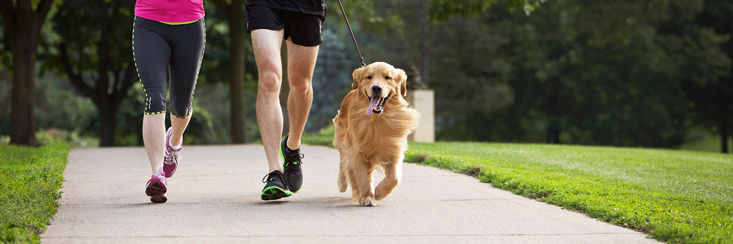 DogWatch of Litchfield & Upper Fairfield County, New Milford, Connecticut | Electronic Dog Training Collars Footer Image Image