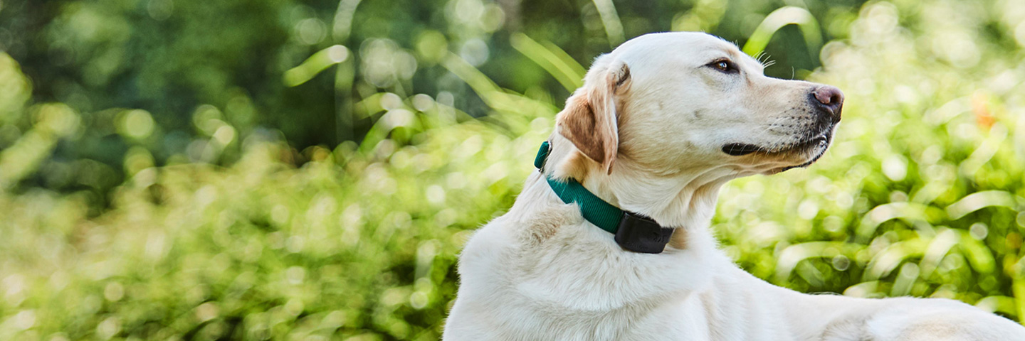 DogWatch of Litchfield & Upper Fairfield County, New Milford, Connecticut | 1200Fence Slider Image