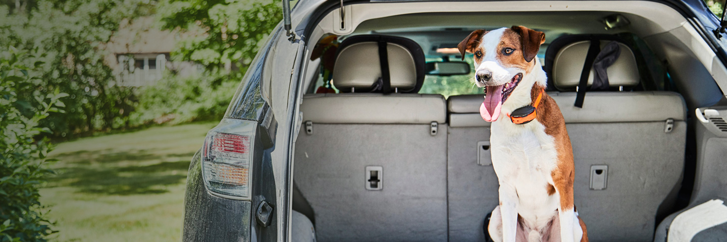 DogWatch of Litchfield & Upper Fairfield County, New Milford, Connecticut | Electronic Dog Training Collars Slider Image