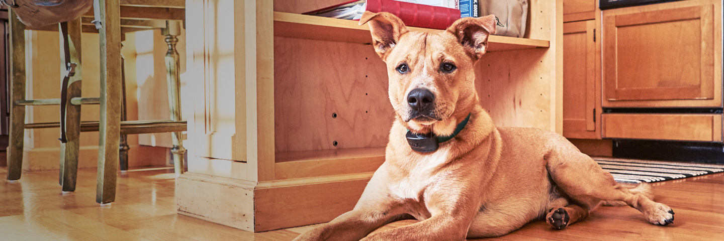DogWatch of Litchfield & Upper Fairfield County, New Milford, Connecticut | Indoor Pet Fences Slider Image