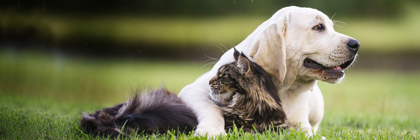 DogWatch of Litchfield & Upper Fairfield County, New Milford, Connecticut | Cat Fences Slider Image