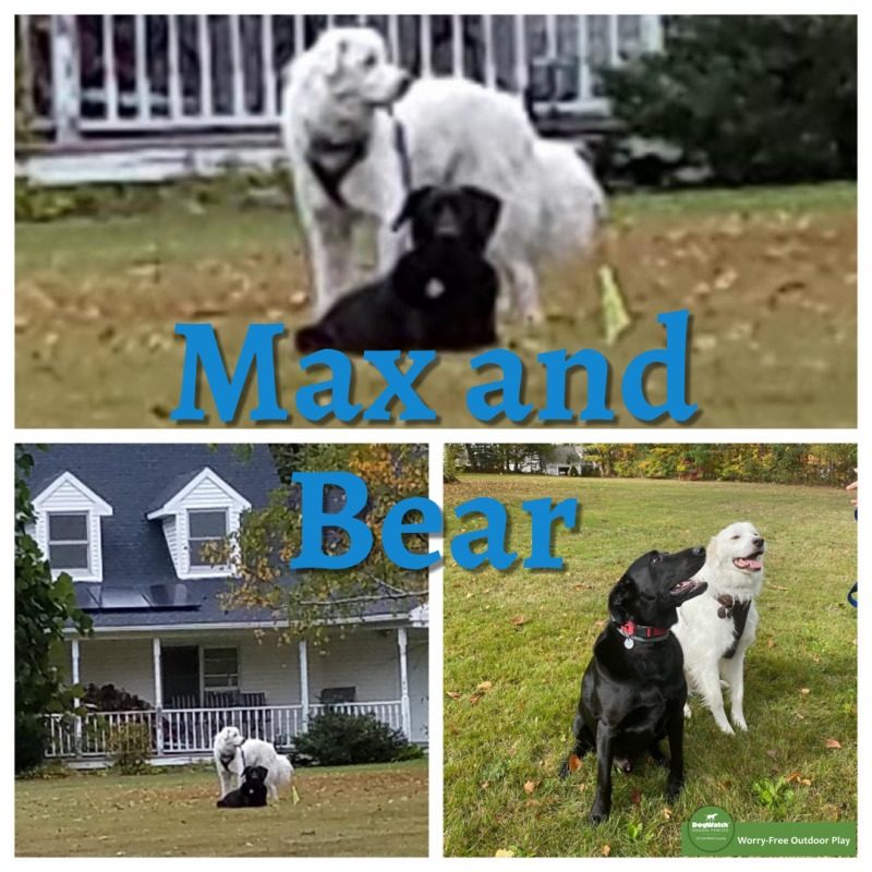 DogWatch of Litchfield & Upper Fairfield County, New Milford, Connecticut | Photo Gallery  Image