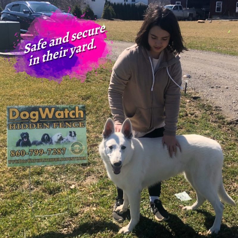 DogWatch of Litchfield & Upper Fairfield County, New Milford, Connecticut | Photo Gallery  Image