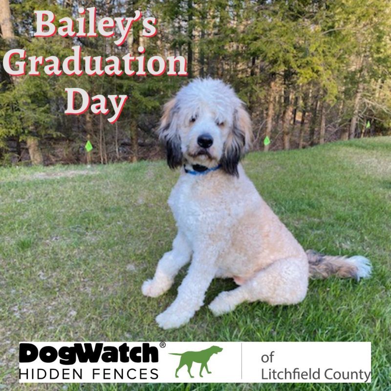 DogWatch of Litchfield & Upper Fairfield County, New Milford, Connecticut | Photo Gallery  Image