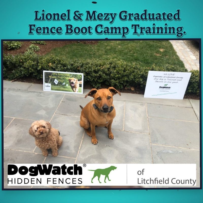 DogWatch of Litchfield & Upper Fairfield County, New Milford, Connecticut | Photo Gallery  Image