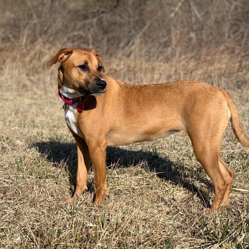 DogWatch of Litchfield & Upper Fairfield County, New Milford, Connecticut | Photo Gallery  Image