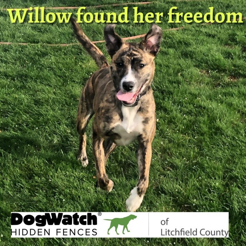 DogWatch of Litchfield & Upper Fairfield County, New Milford, Connecticut | Photo Gallery  Image