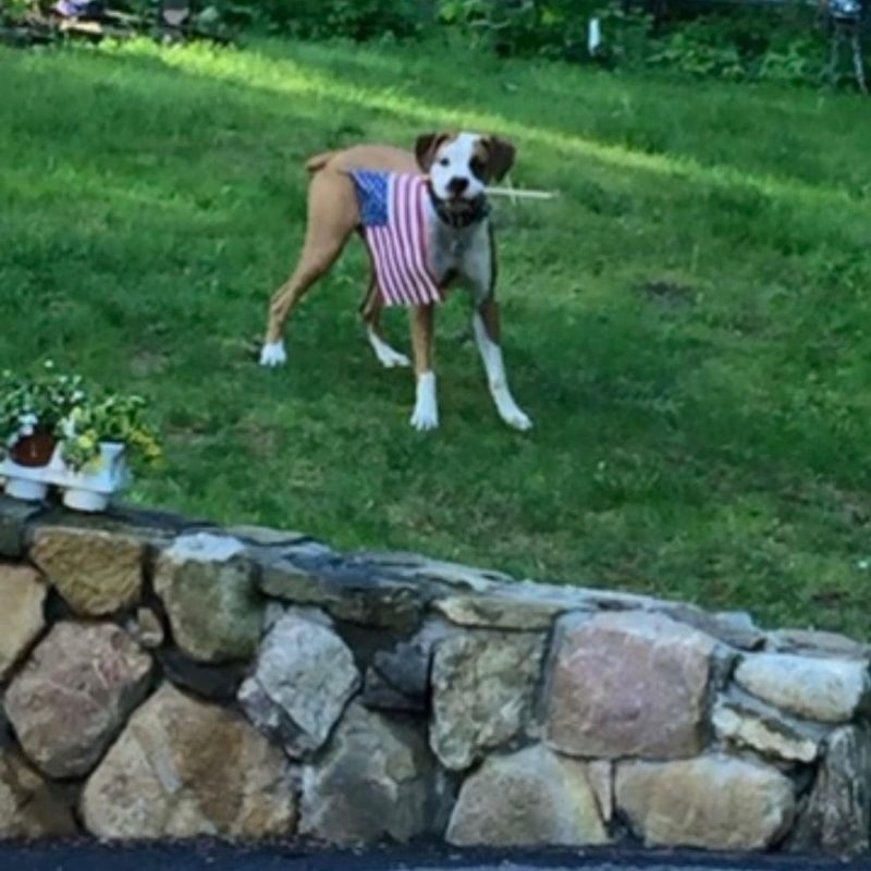 DogWatch of Litchfield & Upper Fairfield County, New Milford, Connecticut | Photo Gallery  Image