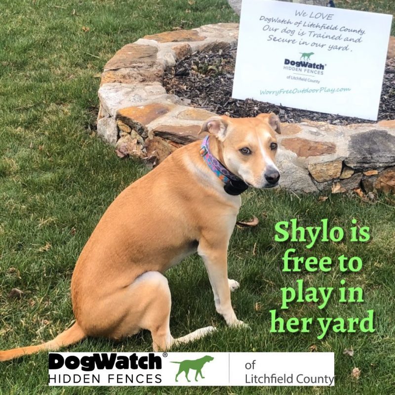 DogWatch of Litchfield & Upper Fairfield County, New Milford, Connecticut | Photo Gallery  Image