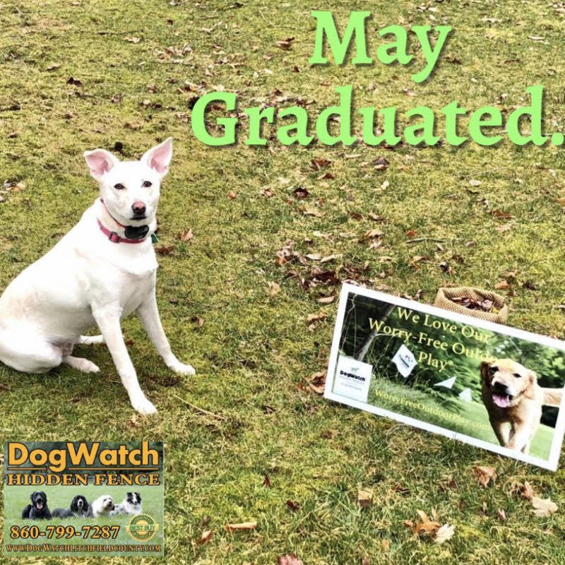 DogWatch of Litchfield & Upper Fairfield County, New Milford, Connecticut | Photo Gallery  Image